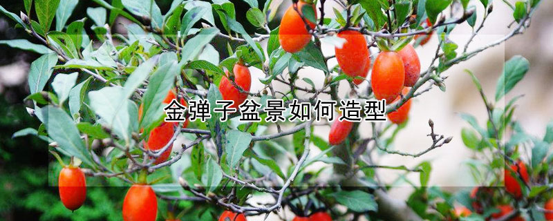 金彈子盆景如何造型