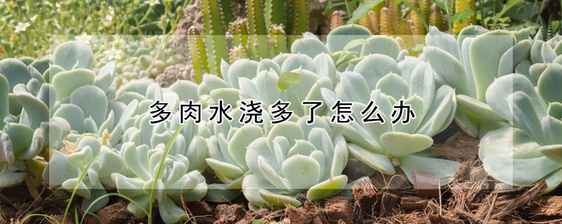多肉水澆多了怎么辦
