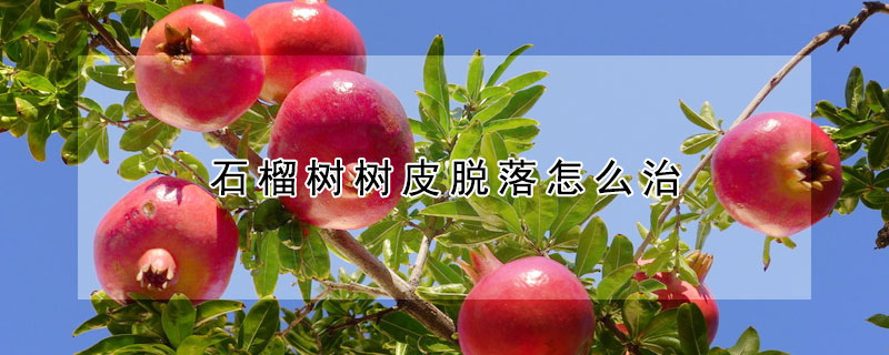 石榴樹樹皮脫落怎么治