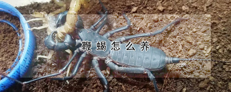 鞭蝎怎么養