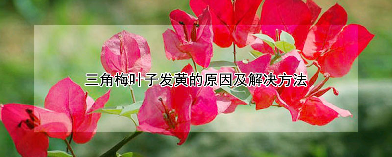 三角梅葉子發黃的原因及解決方法
