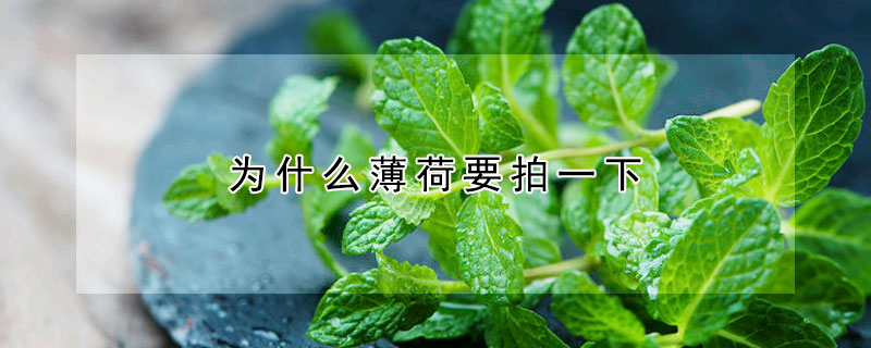 為什么薄荷要拍一下