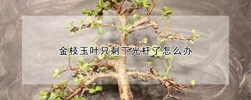 金枝玉葉只剩下光桿了怎么辦