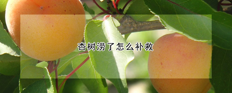 杏樹澇了怎么補救