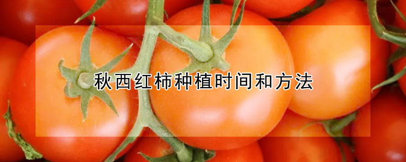 秋西紅柿種植時(shí)間和方法