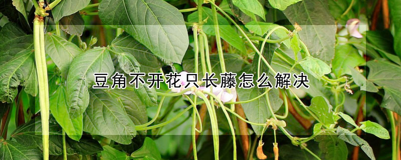 豆角不開花只長(zhǎng)藤怎么解決