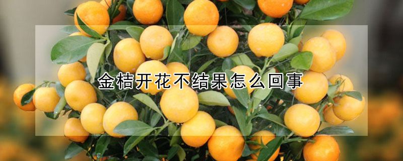 金桔開花不結果怎么回事