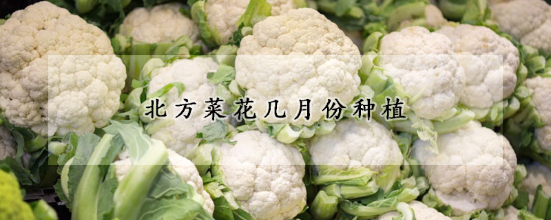 北方菜花幾月份種植