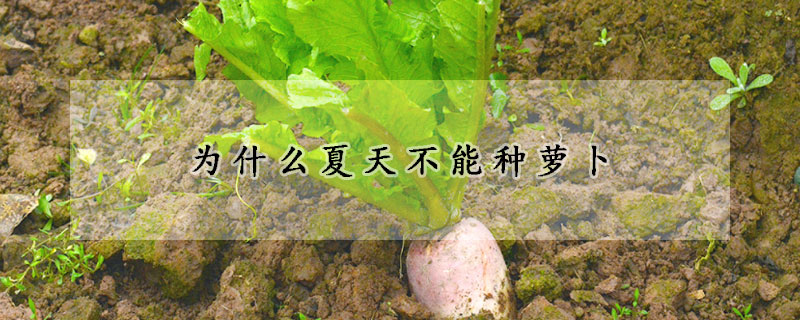 為什么夏天不能種蘿卜