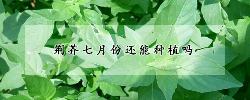 荊芥七月份還能種植嗎