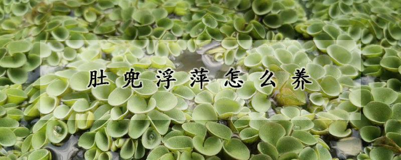 肚兜浮萍怎么養