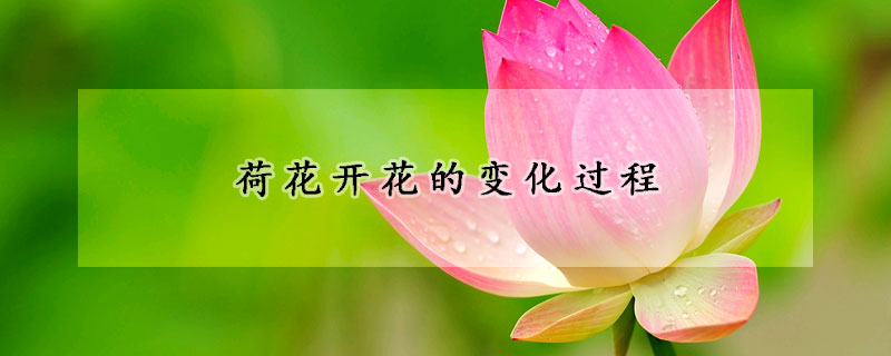 荷花開花的變化過程