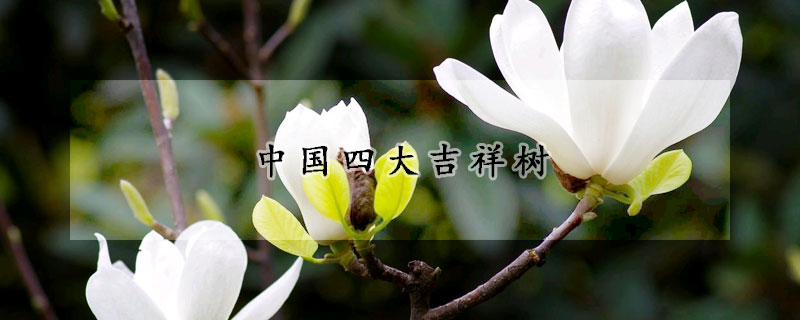 中國四大吉祥樹