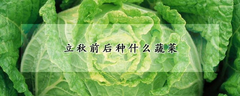 立秋前后種什么蔬菜