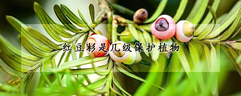 紅豆杉是幾級保護(hù)植物