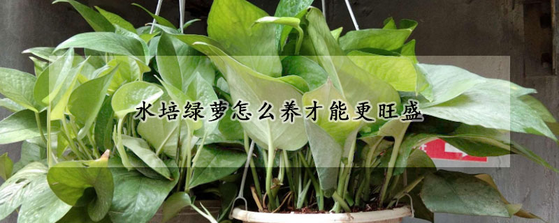 水培綠蘿怎么養才能更旺盛