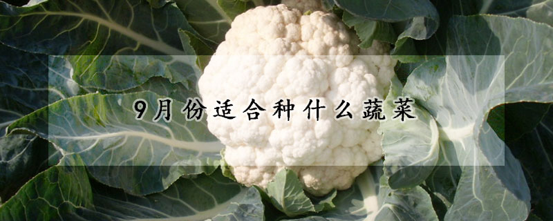 9月份適合種什么蔬菜