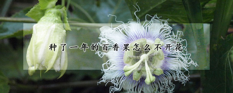 種了一年的百香果怎么不開花