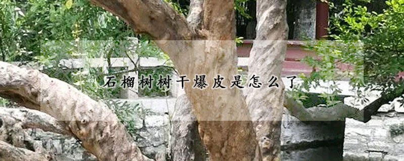 石榴樹樹干爆皮是怎么了
