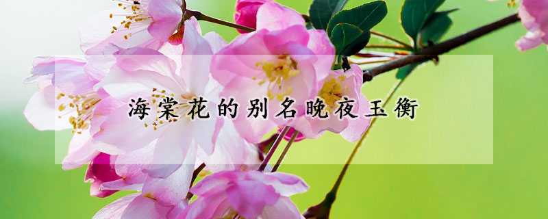 海棠花的別名晚夜玉衡