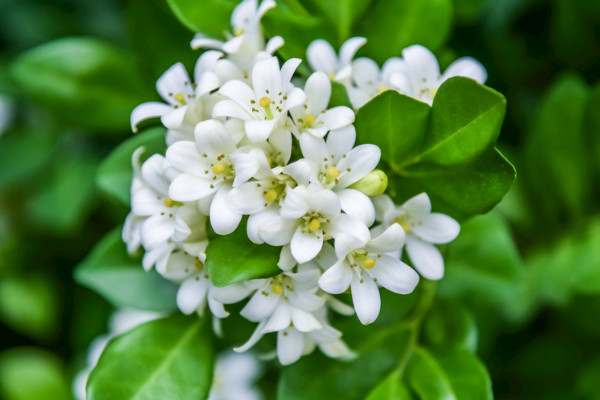 最適合室內(nèi)的植物 適合室內(nèi)養(yǎng)的植物