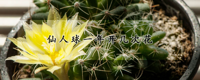仙人球一年開幾次花