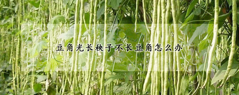 豆角光長(zhǎng)秧子不長(zhǎng)豆角怎么辦
