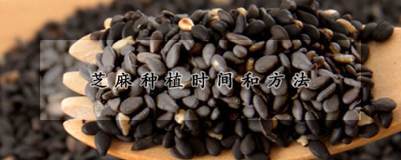 芝麻種植時間和方法
