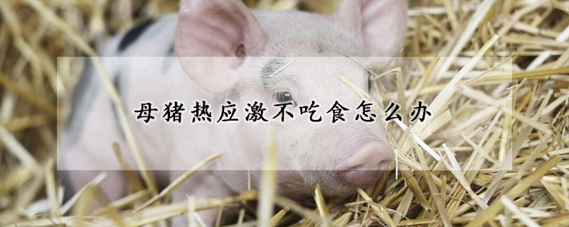 母豬熱應(yīng)激不吃食怎么辦