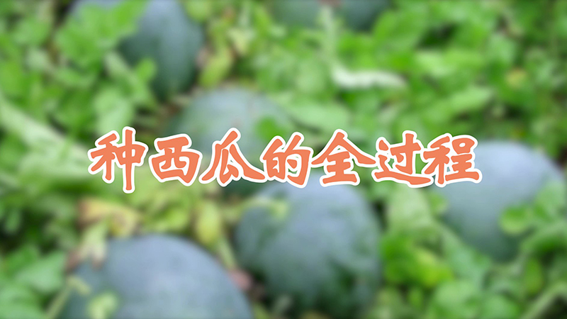 種西瓜的全過(guò)程
