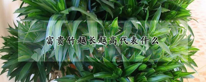 富貴竹越長(zhǎng)越高代表什么