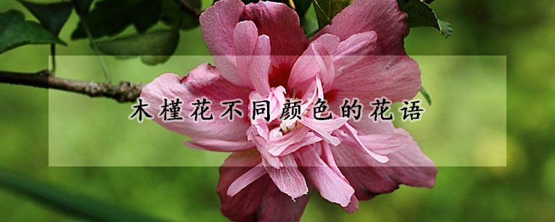 木槿花不同顏色的花語(yǔ)