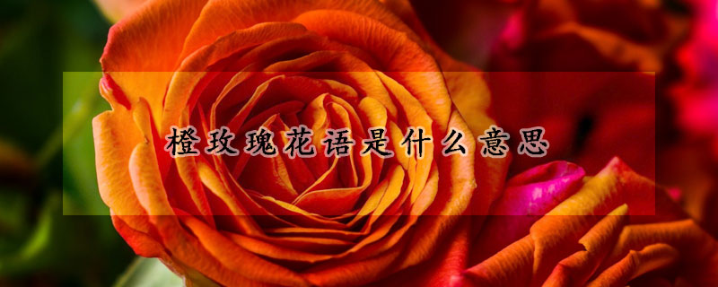 橙玫瑰花語(yǔ)是什么意思