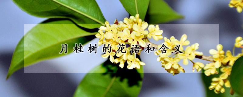 月桂樹的花語(yǔ)和含義