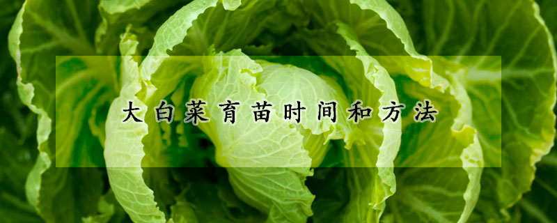 大白菜育苗時(shí)間和方法