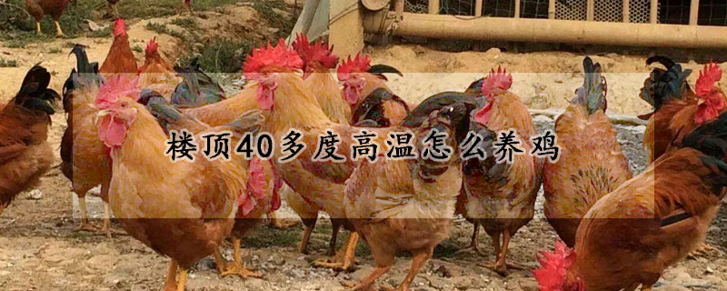 樓頂40多度高溫怎么養(yǎng)雞