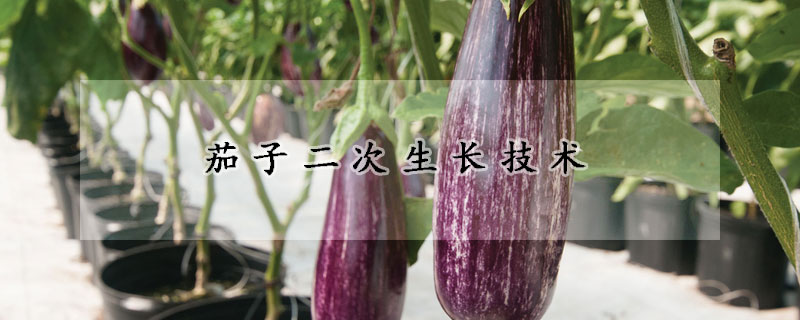 茄子二次生長技術