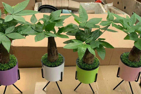 發財樹的擺放位置 發財樹擺放在哪里比較好