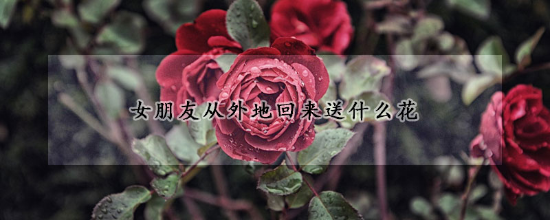 女朋友從外地回來(lái)送什么花
