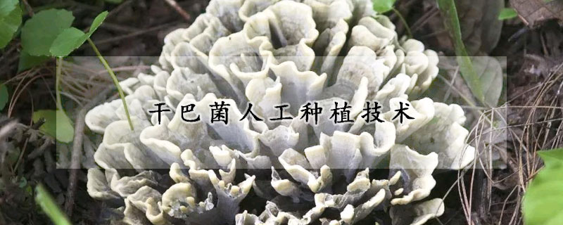 干巴菌人工種植技術