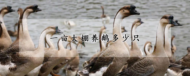 一畝大棚養(yǎng)鵝多少只