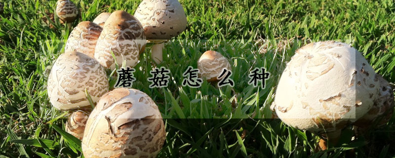 蘑菇怎么種