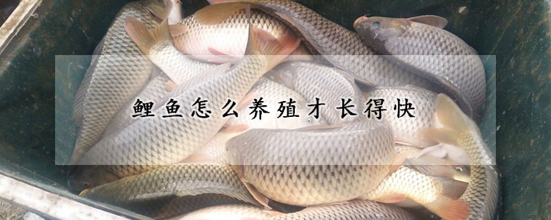 鯉魚怎么養殖才長得快