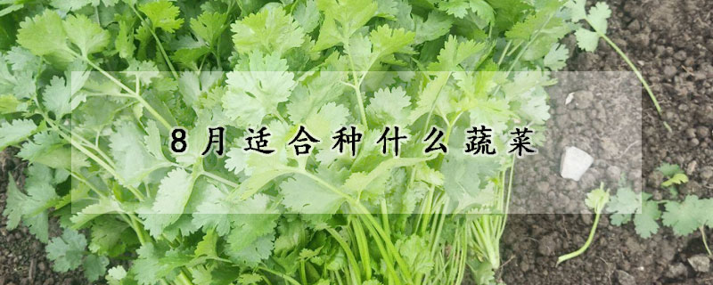 8月適合種什么蔬菜