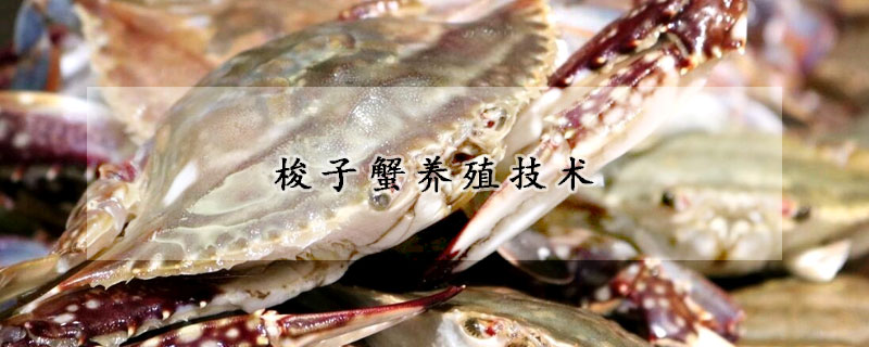 梭子蟹養(yǎng)殖技術(shù)