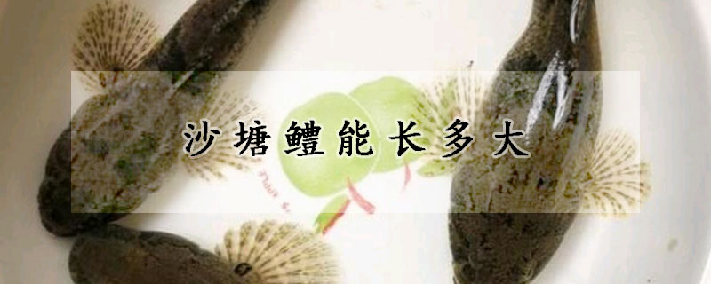 沙塘鱧能長(zhǎng)多大