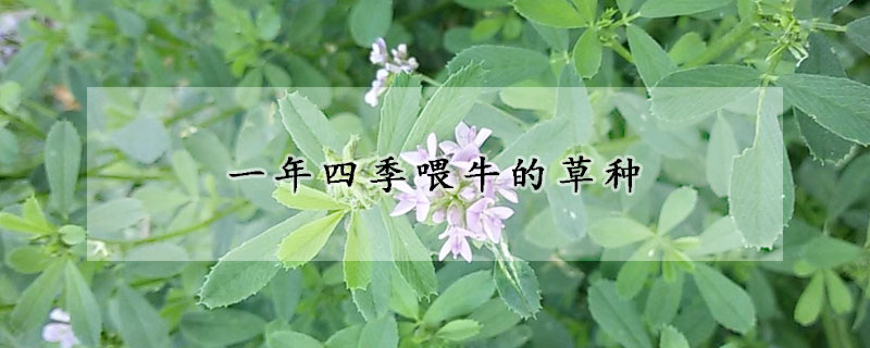 一年四季喂牛的草種