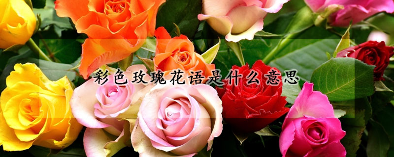 彩色玫瑰花語(yǔ)是什么意思