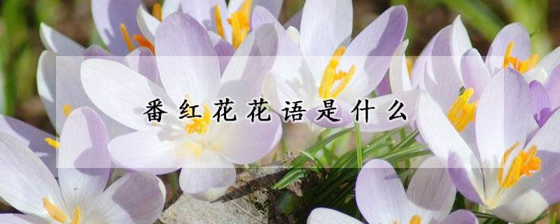 番紅花花語(yǔ)是什么
