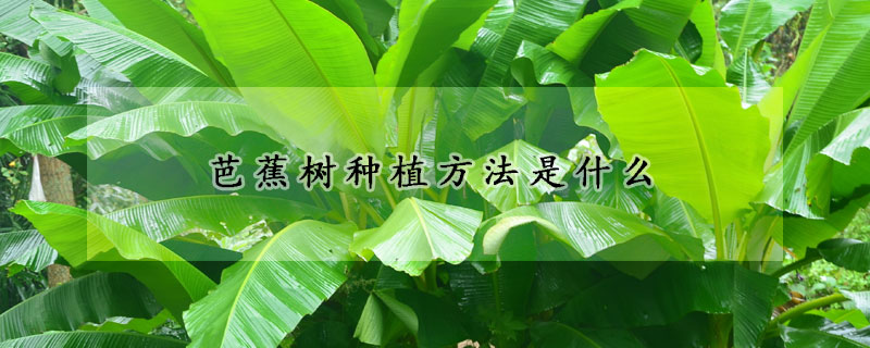 芭蕉樹種植方法是什么